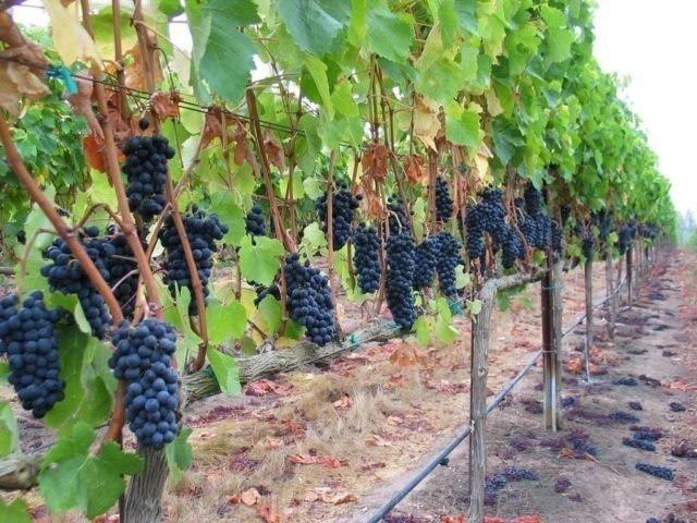 Виноградники виноград кубань
