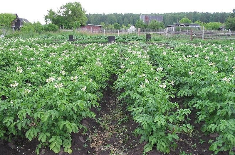 Картофель цветущий на огороде