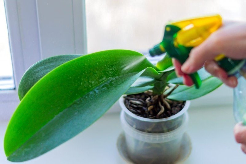 Орхидея фаленопсис в домашних условиях