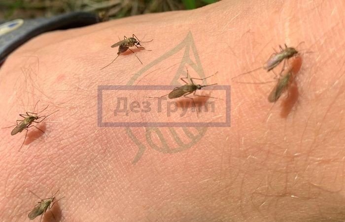 Пытки комарами и мошками
