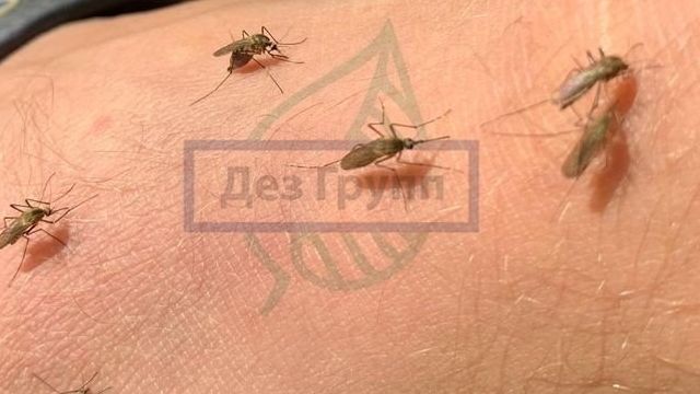 Обработка участка от комаров и мошек