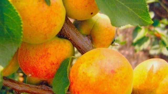 Абрикос самоплодный: сорта фрукта с фото и описанием
