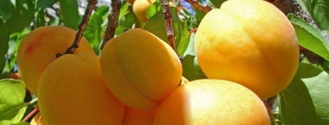 Слива мандарин персик