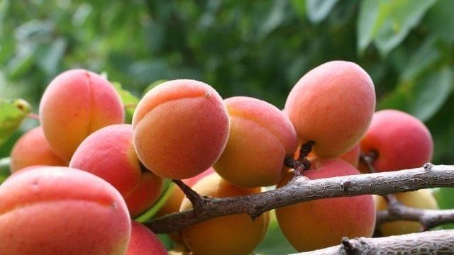 Описание сорта абрикосов Олимп, характеристики урожайности и выращивание