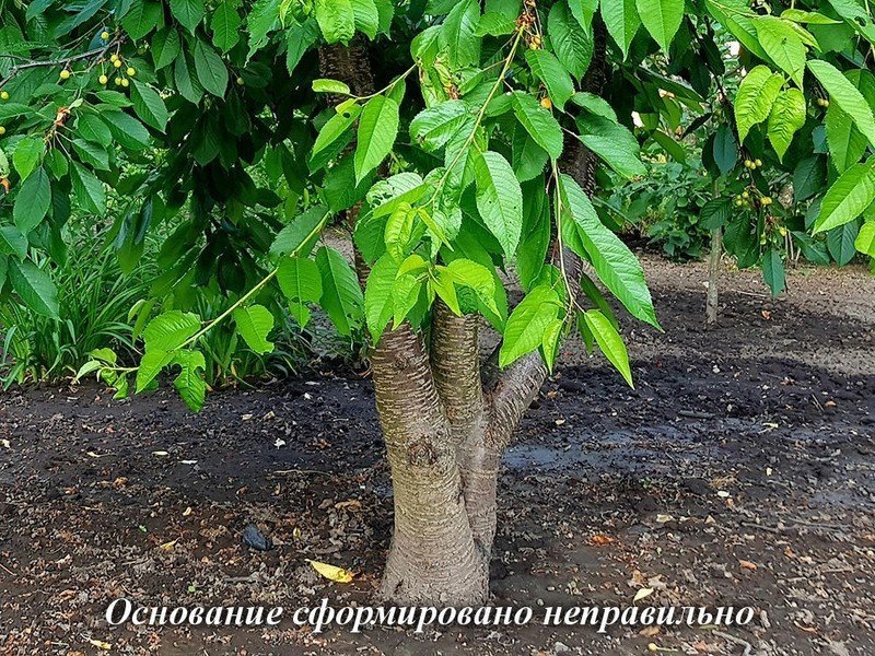 Черешня любимица астахова дерево