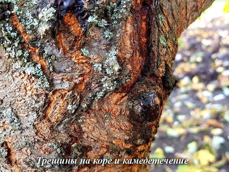 Текстура коры дерева