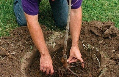 Подготовка ямы для посадки груши крупномера осенью