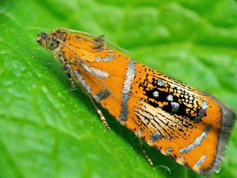 Гусеница листовертка бабочка