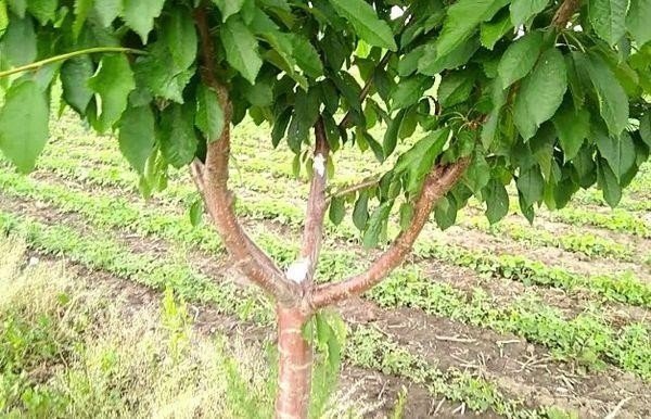 Какао дерево плантация