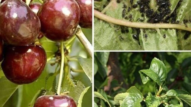 Посадка черешни весной саженцами: как посадить и получить обильный урожай