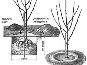 Схема посадки саженца яблони