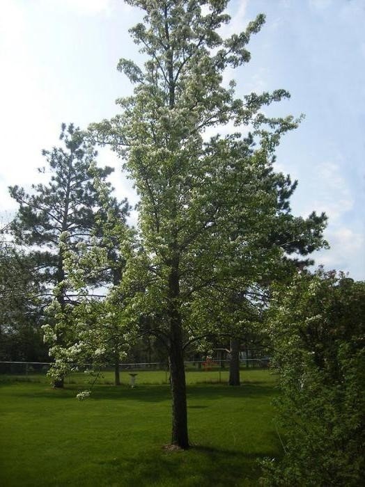 Груша яковлевская дерево