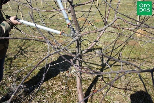 Обрезка плодовых деревьев весной