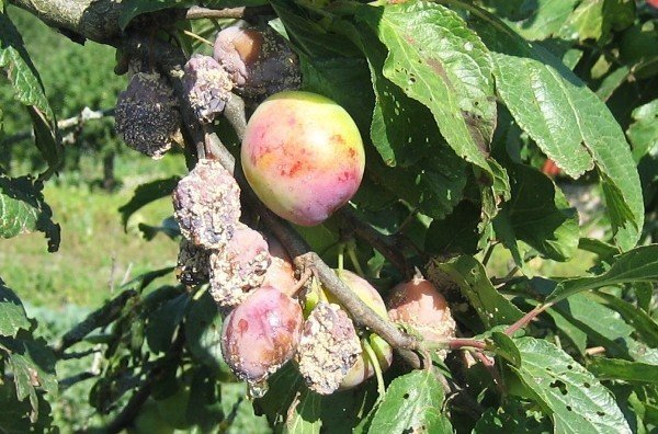 Слива американская prunus americana дерево