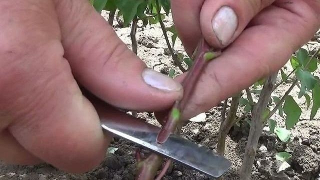 Правила размножения алычи черенками летом и этапы выращивания дерева из веточки