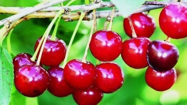 Описание сорта канадской вишни Драгоценный Кармин и характеристики плодоношения