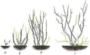 Обрезка черной смородины весной