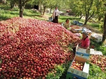 Узбекистан сады черешневые ферганская долина