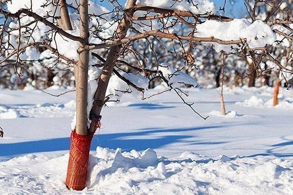 Защита деревьев от морозобоин зимой