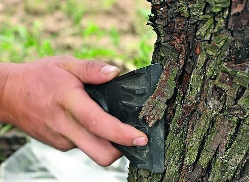 Защита коры деревьев