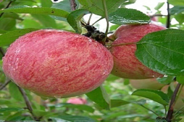 Грушовка московская яблоня