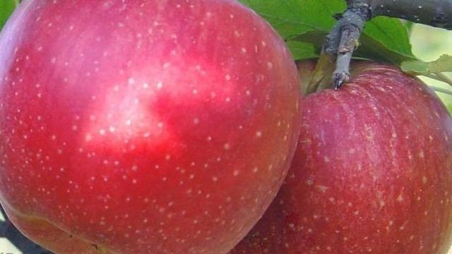 Сорт яблони Чемпион: описание и особенности выращивания