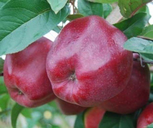 Сорт рихард яблоня