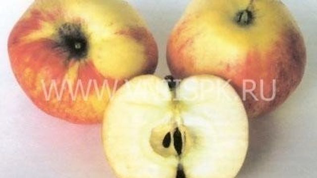 Яблоня Избранница — описание сорта, фото, отзывы