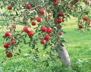 Плакучая ред фри яблоня