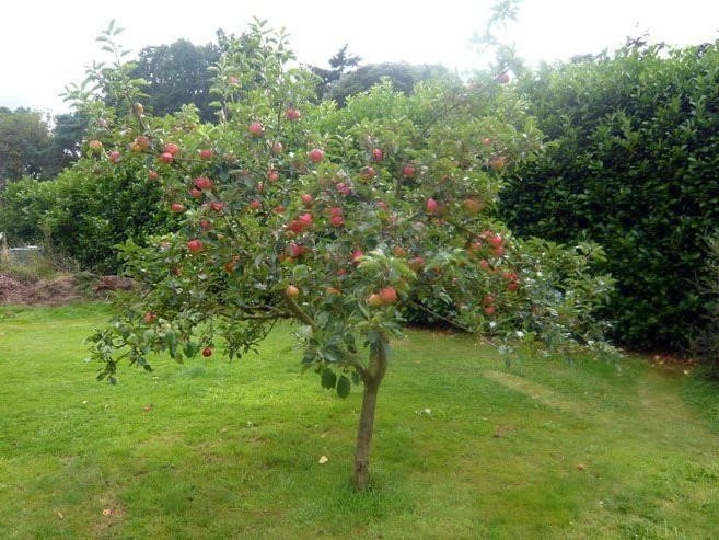 Яблоня дерево полукарлик