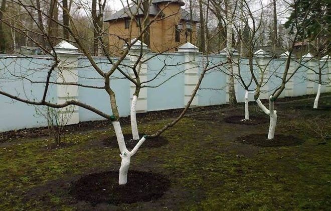 Обрезанные деревья в саду