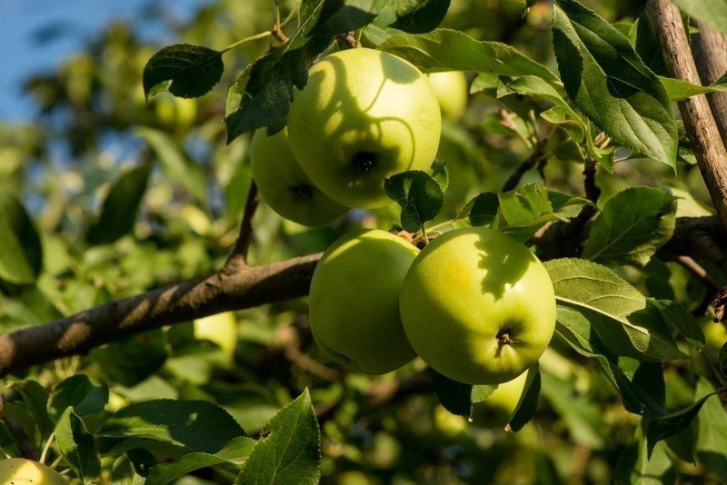 Антоновка яблоня гренни смит