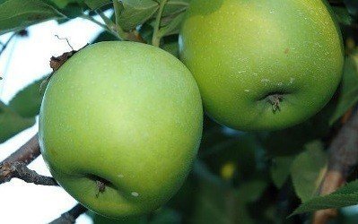 Яблоня гренни смит