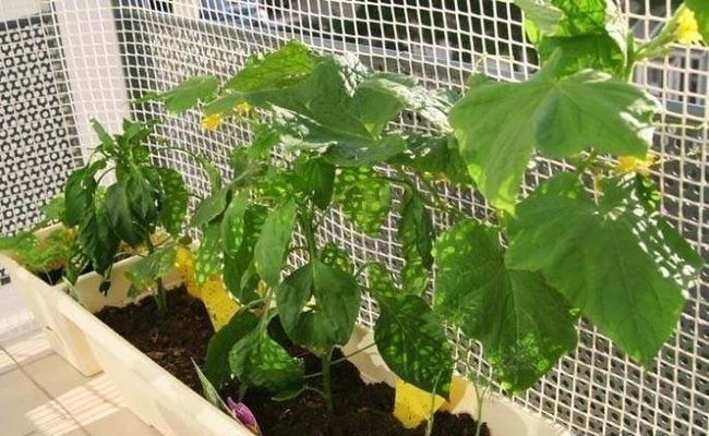 Огурцы на балконе выращивание пошагово