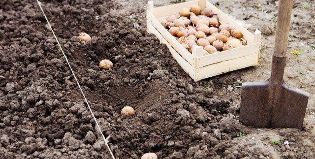 Посадка картофеля в поле