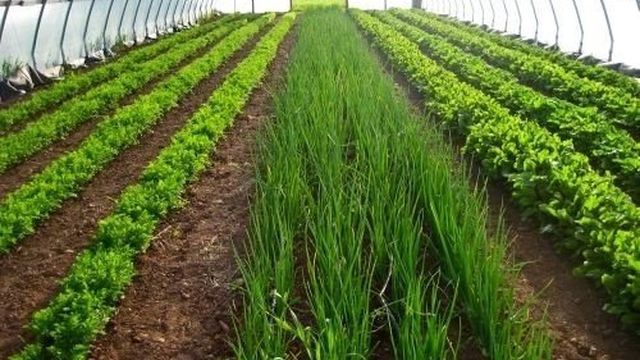 Как происходит выращивание зелени в теплице