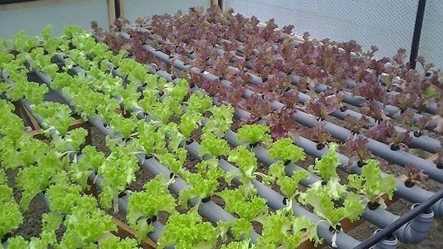 Прибыльный бизнес: выращивание зелени в теплице