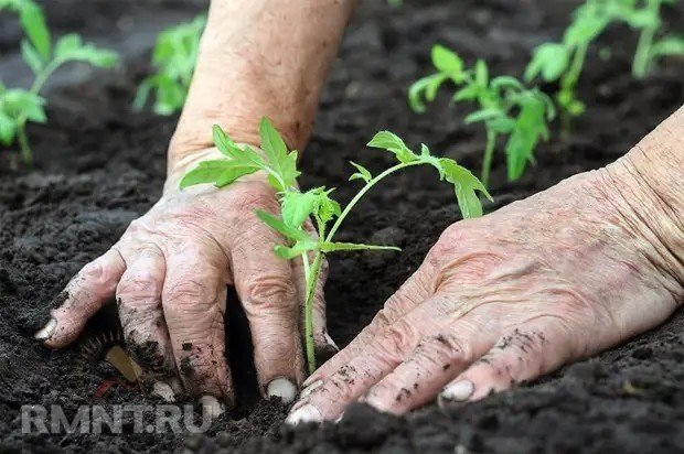 Поспдкарассады томатов