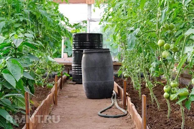 Выращивание помидор в емкости