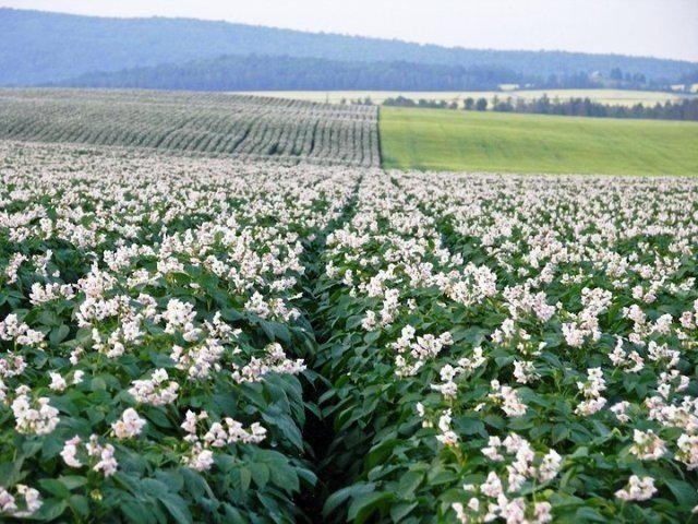 Цветущее картофельное поле