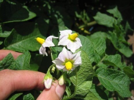 Solanum tuberosum цветок