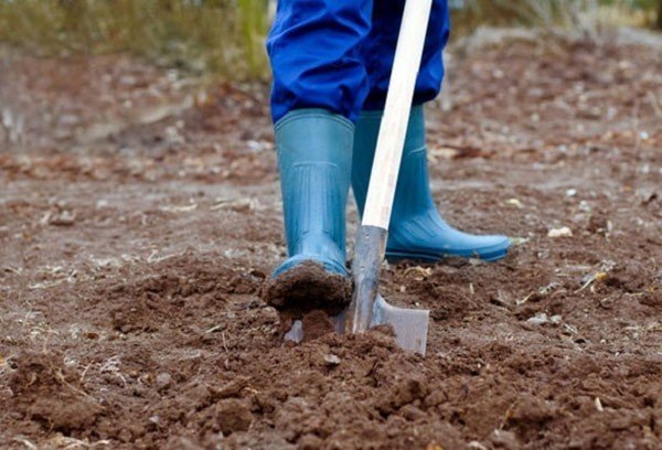Перекопка почвы лопатой
