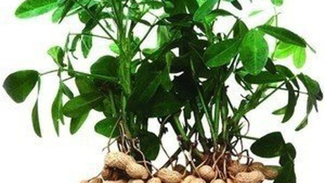 Выращивание арахиса в домашних условиях на Украине