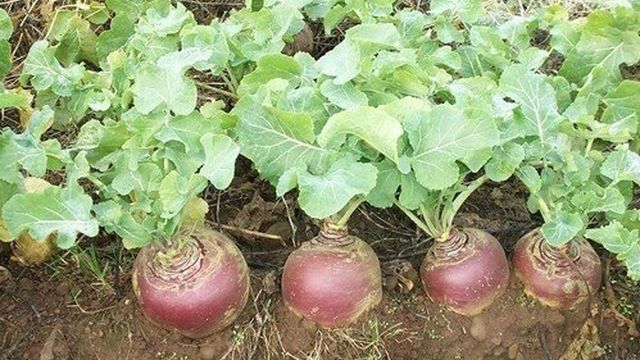 Полезные овощи на грядке: выращивание и уход за брюквой