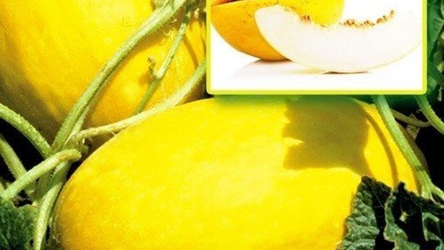 Медовая дыня: какие наиболее популярные сорта для выращивания выбрать
