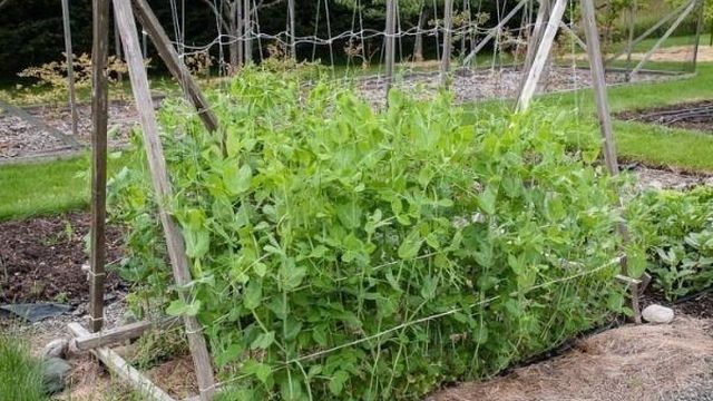 Как выращивать горох в открытом грунте