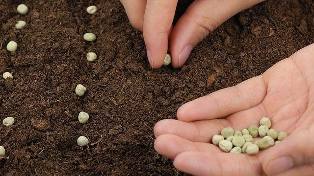 Когда и как сажать горох весной в открытый грунт семенами