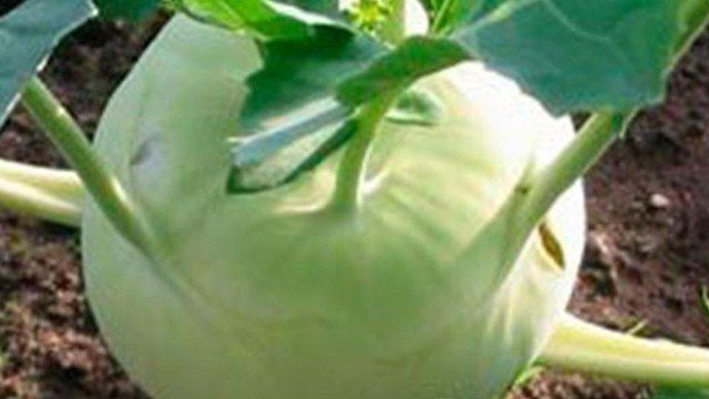 Как сажать капусту в открытый грунт правильно сроки и расстояние