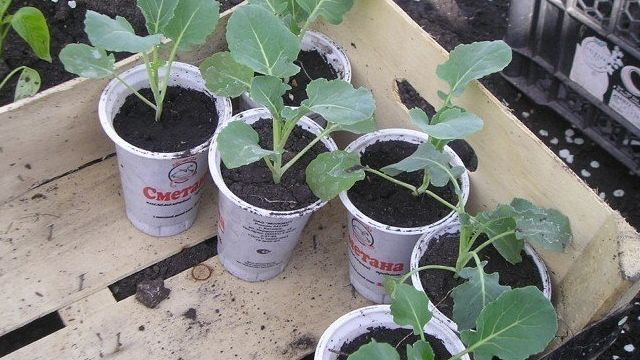 Капуста брокколи – выращивание рассады и особенности посадки