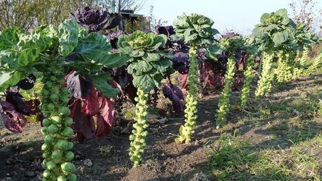 Выращивание брюссельской капусты на огороде